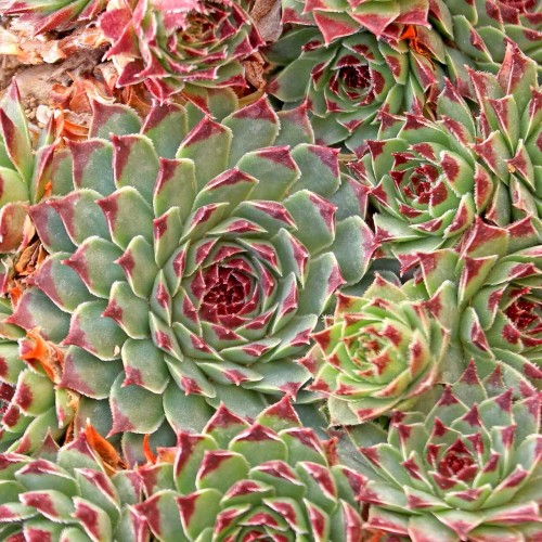 Sempervivum calcareum 'Mrs Giuseppi' - Lubjalembene mägisibul 'Mrs Giuseppi'